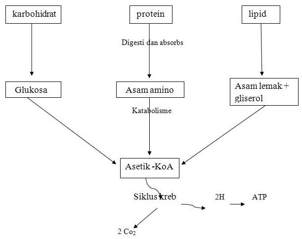 Pdf Struktur Kimia Protein
